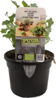 Apium graveolens (Selderij) 15cm kopen?