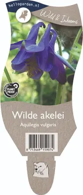 Aquilegia vulgaris (Wilde akelei) - afbeelding 1