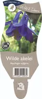 Aquilegia vulgaris (Wilde akelei) - afbeelding 1