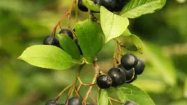 Aronia melanocarpa 'Viking' (Appelbes) fruitplant 60cm - afbeelding 4