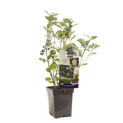 Aronia melanocarpa 'Viking' (Appelbes) fruitplant 60cm - afbeelding 1