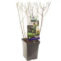 Aronia melanocarpa 'Viking' (Appelbes) fruitplant 60cm - afbeelding 2