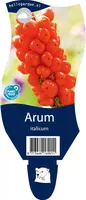 Arum italicum (Aronskelk) - afbeelding 1