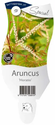 Aruncus 'Horatio' (Geitebaard) - afbeelding 1