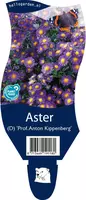 Aster (D) 'Prof.A.Kippenberg' (Herfstaster) - afbeelding 1