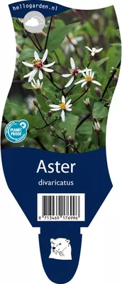 Aster divaricatus (Aster) - afbeelding 1