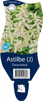 Astilbe (J) 'Deutschland' (Spirea) - afbeelding 1