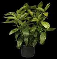 Aucuba japonica (Broodboom) kopen?