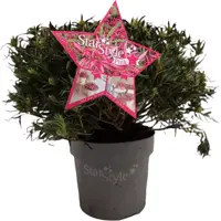 Azalea 'starstyle pink' - afbeelding 2