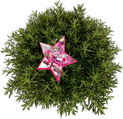 Azalea 'starstyle pink' - afbeelding 3