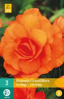 Begonia grandiflora oranje 3 stuks - afbeelding 1