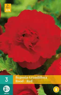 Begonia grandiflora rood/red 3 stuks - afbeelding 1