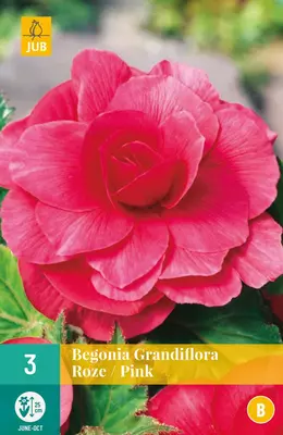 Begonia grandiflora roze/pink 3 stuks - afbeelding 1