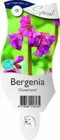 Bergenia 'Ouverture' (Schoenlappersplant) - afbeelding 1
