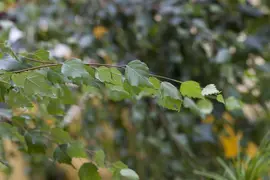 Betula utilis 'Doorenbos' (Witte himalayaberk 'Doorenbos') kopen?