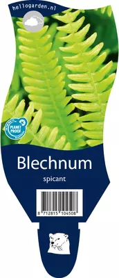 Blechnum spicant (Dubbelloofvaren) - afbeelding 1