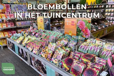 Blooming summer evi 25 stuks - afbeelding 2