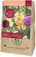 Blooming summer evi 25 stuks - afbeelding 1