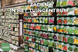 Buzzy zaden Patio Vegetables, Snackkomkommer Kalimero F1 - afbeelding 3