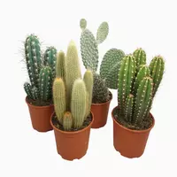 Cactus mix opgaande soorten h50cm kopen?