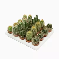 Cactus Mix (Verschillende soorten) 5cm kopen?