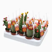 Cactus Strobloem mix (Verschillende Cactussen in Display) kopen?