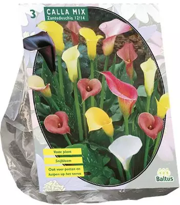 Calla zantedeschia mix 3 stuks - afbeelding 1