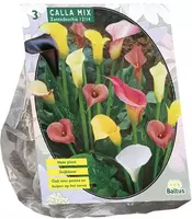 Calla zantedeschia mix 3 stuks - afbeelding 1