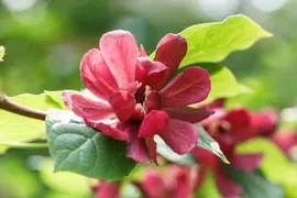 Calycanthus x raulstonii 'Hartlage Wine' (Calycanthus 'Hartlage Wine') kopen?