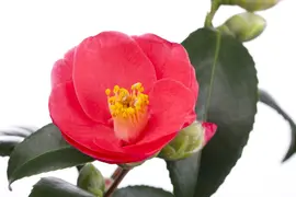 Camellia japonica (Japanse Roos) kopen?