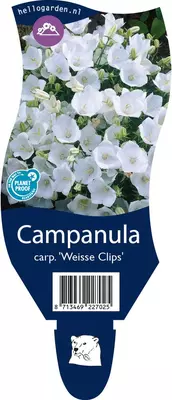 Campanula carpatica 'Weisse Clips' (Karpatenklokje) - afbeelding 1