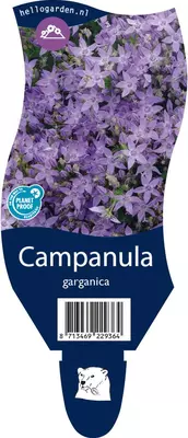 Campanula garganica (Klokjesbloem) - afbeelding 1