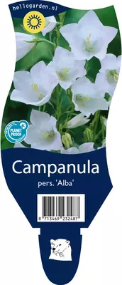 Campanula persicifolia 'Alba' (Perzikbladig klokje) - afbeelding 1