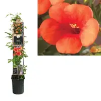 Campsis tagliabuana 'Madame Galen' (Trompetklimmer) klimplant 115cm kopen?