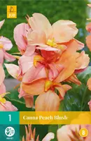 Canna peach blush 1 stuk - afbeelding 1