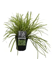 Carex hachijoensis 'evergold' (Zegge) 30 cm - afbeelding 1