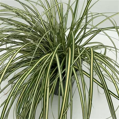 Carex hachijoensis 'evergold' (Zegge) 30 cm - afbeelding 2