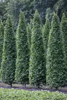 Carpinus betulus 'Fastigiata' (Haagbeuk 'Fastigiata') kopen?