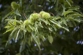 Castanea sativa (Tamme kastanje) kopen?