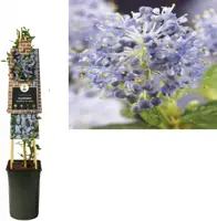 Ceanothus thyrsiflorus var. repens (Amerikaanse sering) klimplant 75cm kopen?
