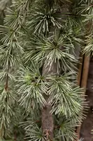 Cedrus atlantica 'Glauca Pendula' (Atlasceder 'Glauca Pendula') kopen?