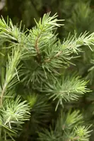 Cedrus deodara (Himalajaceder) kopen?