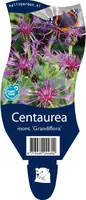 Centaurea montana 'Grandiflora' (Korenbloem) kopen?