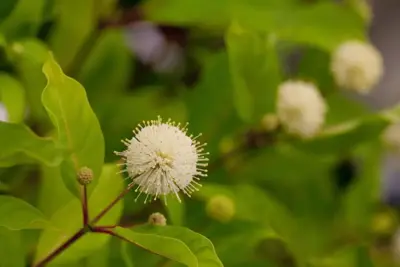 Cephalanthus occidentalis (Kogelbloem) 60cm - afbeelding 7