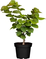 Cercis chinensis 'Avondale' (Judasboom 'Avondale') kopen?