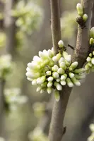 Cercis chinensis 'Shirobana' (Judasboom 'Shirobana') kopen?