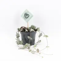 Ceropegia 'Woodii' (Chinees Lantaarnplantje) 20cm kopen?