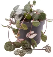 Ceropegia 'Woodii' (Lantaarnplantje) 10cm kopen?