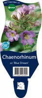 Chaenorhinum organifolium 'Blue Dream' (Dwergleeuwentand) - afbeelding 1