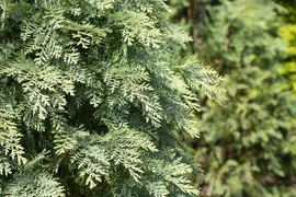 Chamaecyparis lawsoniana 'Globosa' (Schijn-cipres 'Globosa') kopen?